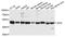 GDP Dissociation Inhibitor 2 antibody, A8615, ABclonal Technology, Western Blot image 