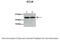 Glutamate-Cysteine Ligase Modifier Subunit antibody, ARP54624_P050, Aviva Systems Biology, Western Blot image 