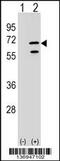 RNA Polymerase III Subunit C antibody, 59-040, ProSci, Western Blot image 