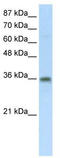 Transformer 2 Beta Homolog antibody, TA345883, Origene, Western Blot image 