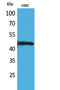 TNF Receptor Superfamily Member 25 antibody, A03227-2, Boster Biological Technology, Western Blot image 