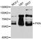 Paxillin antibody, STJ25242, St John
