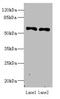Interferon Related Developmental Regulator 2 antibody, A59466-100, Epigentek, Western Blot image 