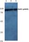 Glutamate Ionotropic Receptor AMPA Type Subunit 1 antibody, PA5-36848, Invitrogen Antibodies, Western Blot image 