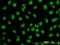 WD Repeat Domain 20 antibody, orb89803, Biorbyt, Immunofluorescence image 