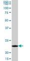 GrpE Like 1, Mitochondrial antibody, H00080273-B01P, Novus Biologicals, Western Blot image 