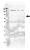 CAMP Responsive Element Binding Protein 3 Like 4 antibody, orb77023, Biorbyt, Western Blot image 