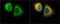 RAN Binding Protein 1 antibody, GTX103192, GeneTex, Immunofluorescence image 