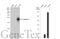 Cystatin F antibody, GTX100613, GeneTex, Western Blot image 