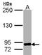 MS2 antibody, LS-B4068, Lifespan Biosciences, Western Blot image 