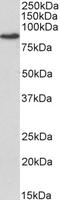 Transglutaminase 2 antibody, LS-B12812, Lifespan Biosciences, Western Blot image 