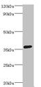 PDZ And LIM Domain 1 antibody, orb353044, Biorbyt, Western Blot image 