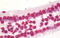 Histone Cluster 1 H1 Family Member A antibody, MBS249138, MyBioSource, Immunohistochemistry frozen image 