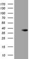 ATP23 Metallopeptidase And ATP Synthase Assembly Factor Homolog antibody, TA808435S, Origene, Western Blot image 