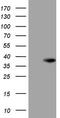 ATP23 Metallopeptidase And ATP Synthase Assembly Factor Homolog antibody, TA808435S, Origene, Western Blot image 