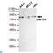 SET And MYND Domain Containing 4 antibody, LS-C814124, Lifespan Biosciences, Western Blot image 