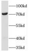 Protein TBRG4 antibody, FNab08532, FineTest, Western Blot image 