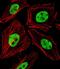 WD Repeat Domain 82 antibody, PA5-49393, Invitrogen Antibodies, Immunofluorescence image 