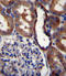Glutamate Ionotropic Receptor Kainate Type Subunit 3 antibody, LS-C166674, Lifespan Biosciences, Immunohistochemistry frozen image 