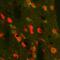 Proenkephalin-A antibody, GTX80743, GeneTex, Immunohistochemistry paraffin image 