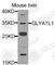 Glycine-N-Acyltransferase Like 1 antibody, A8272, ABclonal Technology, Western Blot image 