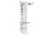 c-Kit antibody, 3073P, Cell Signaling Technology, Western Blot image 