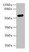 Arylsulfatase G antibody, LS-C369280, Lifespan Biosciences, Western Blot image 
