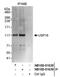 Ubiquitin Specific Peptidase 16 antibody, NB100-81638, Novus Biologicals, Western Blot image 