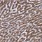 WD Repeat Domain 19 antibody, NBP1-84033, Novus Biologicals, Immunohistochemistry paraffin image 