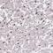 Olfactory Receptor Family 10 Subfamily AD Member 1 antibody, NBP2-13690, Novus Biologicals, Immunohistochemistry frozen image 