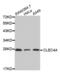 C-Type Lectin Domain Family 4 Member A antibody, abx002065, Abbexa, Western Blot image 