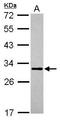 Mitochondrial Ribosome Associated GTPase 1 antibody, GTX119864, GeneTex, Western Blot image 