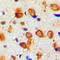 Neurofilament Light antibody, LS-C358819, Lifespan Biosciences, Immunohistochemistry frozen image 