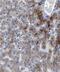 Coagulation Factor XII antibody, FNab02938, FineTest, Immunohistochemistry paraffin image 