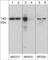 Nitric Oxide Synthase 3 antibody, NP4031, ECM Biosciences, Western Blot image 