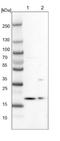 Armadillo Repeat Containing 7 antibody, NBP1-82129, Novus Biologicals, Western Blot image 