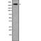 Centromere Protein E antibody, abx149223, Abbexa, Western Blot image 