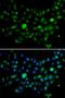 Minichromosome Maintenance 10 Replication Initiation Factor antibody, orb247849, Biorbyt, Immunocytochemistry image 
