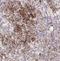 Sterol Regulatory Element Binding Transcription Factor 1 antibody, NB100-2215, Novus Biologicals, Immunohistochemistry paraffin image 