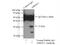 Asparaginase Like 1 antibody, 11400-1-AP, Proteintech Group, Immunoprecipitation image 