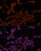 DnaJ Heat Shock Protein Family (Hsp40) Member A1 antibody, 14-063, ProSci, Immunofluorescence image 