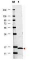 Interleukin 17F antibody, GTX48695, GeneTex, Western Blot image 