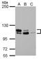 MDM2 Binding Protein antibody, LS-B10863, Lifespan Biosciences, Western Blot image 