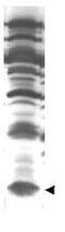 ISG15 Ubiquitin Like Modifier antibody, GTX14374, GeneTex, Western Blot image 