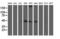 Spermine Synthase antibody, LS-C173069, Lifespan Biosciences, Western Blot image 