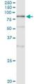 DNA Polymerase Alpha 2, Accessory Subunit antibody, H00023649-M02, Novus Biologicals, Immunoprecipitation image 