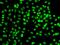 Cysteine And Serine Rich Nuclear Protein 1 antibody, GTX66834, GeneTex, Immunofluorescence image 