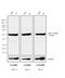 Rat IgG antibody, PA1-28642, Invitrogen Antibodies, Western Blot image 