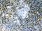 Transglutaminase 2 antibody, PB9448, Boster Biological Technology, Immunohistochemistry frozen image 