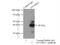 DnaJ Heat Shock Protein Family (Hsp40) Member B11 antibody, 15484-1-AP, Proteintech Group, Immunoprecipitation image 